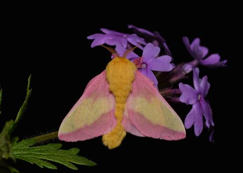 A rosy maple moth showing off its distinctive pink and yellow colors. Its feathery antennae are also visible.