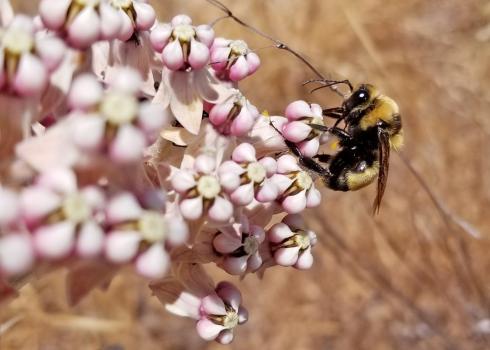 A yellow and black bumble bee drinks nectar from pale pink flowers of milkweed