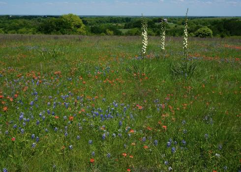 The green grass of this Texas prairie is dotted with blue lupines, red paintbrush, and creamy colored yucca