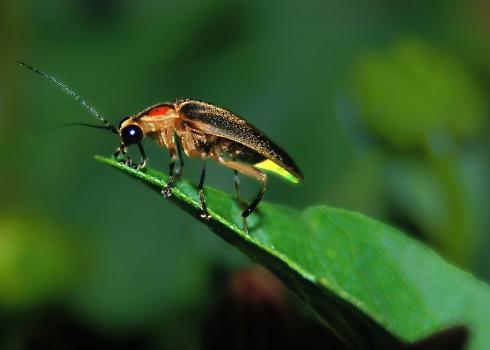 A close up of a firefly. The firefly is mostly black, with some red patches behind its head and pale brown edges to its shell. It is standing on a narrow green leaf as it flashes its green light.