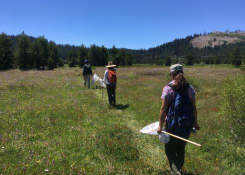 Xerces staff hike through a meadow to survey butterflies (Kitty Bolte/ Xerces Society)