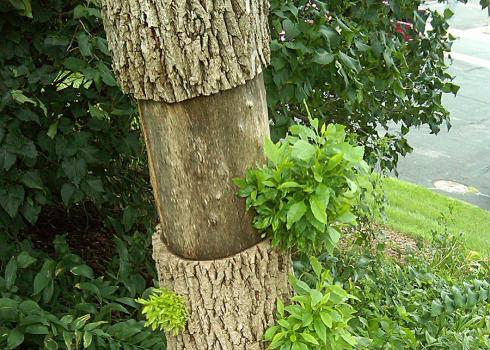Ash tree with large section of bark missing