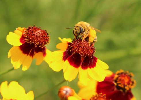A native bee nectars on pains coreopsis (Photo: Jennifer Hopwood)