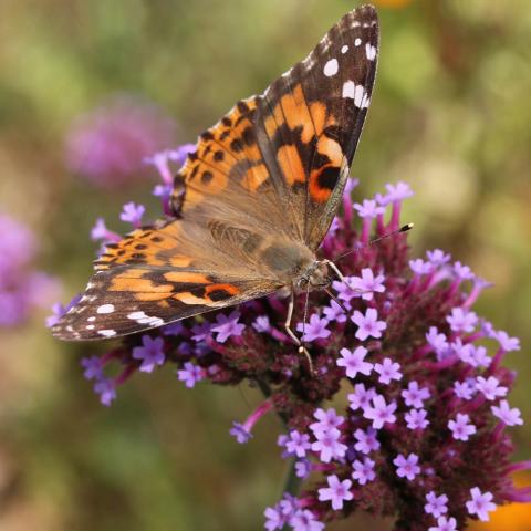 Surviving Winter: What Heat-Loving Butterflies Do During the Cold ...