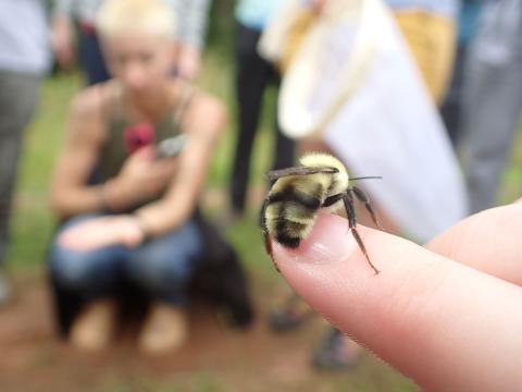 bumble bee on finger in front of a crowd of watching people 