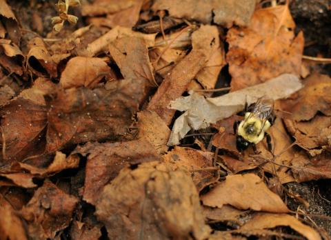 Bumble bee in fallen leaves