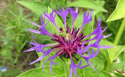 A female green sweat bee on a mountain coneflower (Photo: Sara Morris/CC BY-NC 2.0)