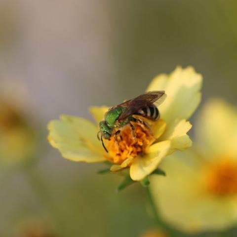 An Agapostemon virescens female bee nectars on Coreopsis tripteris (Photo: Emily May)