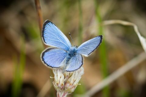A blue butterfly with dark-edged wings rests on a pale flower against a softly blurred grassy background