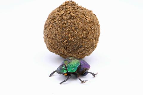 A metallic green-and-purple dung beetle pushes a large round ball of dirt or dung across a plain white background