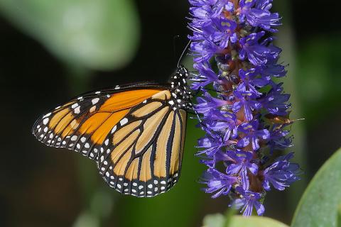 A monarch butterfly with orange, black, and white patterned wings feeds on the tall purple flower spikes of pickerelweed (Pontederia cordata), its long proboscis extended into the blossoms, set against a soft green blurred background