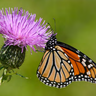 monarch on thistle