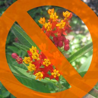 A graphic has a circle with a line through it superimposed over tropical milkweed, with its characteristic red and yellow flowers.