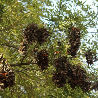 Multiple clusters of monarchs gather on the branches of trees.