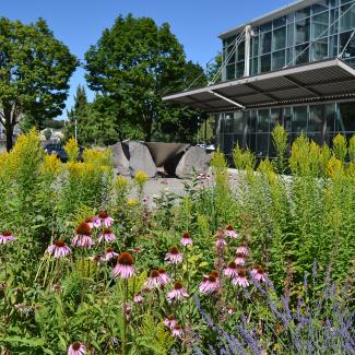 Landscaping outside an office building includes purple coneflower and goldenrod.