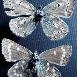 Pinned xerces blue butterflies