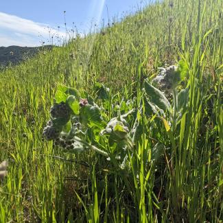 Early-season California milkweed