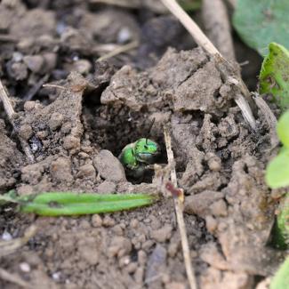 Green bee popping up from hole in soil