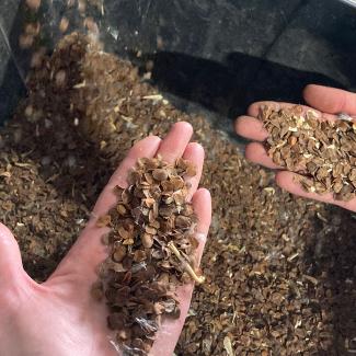Milkweed seeds in a bin and in someone's hands