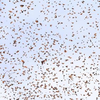 Hundreds of monarchs in the sky near overwintering sites in Mexico