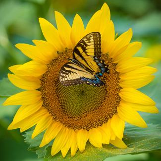 Swallowtail butterfly on sunflower with pollen falling on leaves