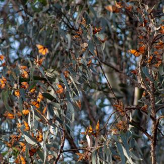 Monarchs aggregating on a tree at one of their overwintering sites