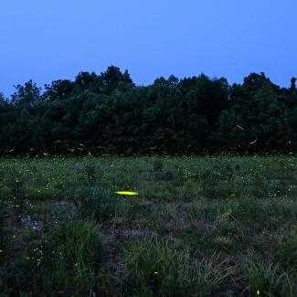 Many firefly flashes light up a field in Indiana.