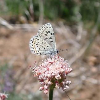 White butterfly with black spots on a pink flower, species Euphilotes enoptes. (Photo: Kevin Burl)