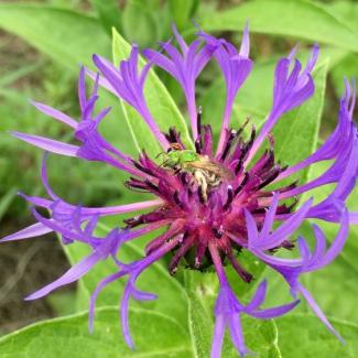 A female green sweat bee on a mountain coneflower (Photo: Sara Morris/CC BY-NC 2.0)