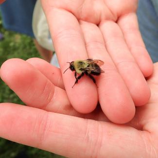 A bumble bee resting on a person’s gently cupped hands.