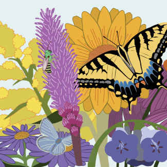 Colorful illustration of a swallowtail butterfly and native flowers