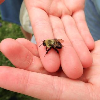A bumble bee resting atop a person’s open palm.