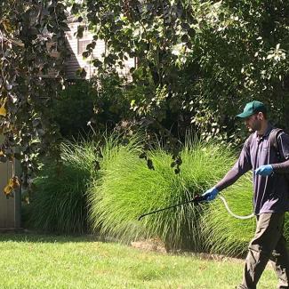 A worker spraying pesticides onto the front lawn of a building.