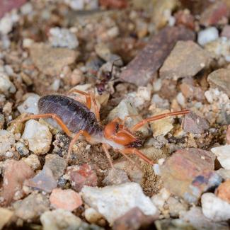 Close-up of a solifuge (camel spider) on sandy, rocky ground, showing its orange head, large forward-facing jaws, and segmented body