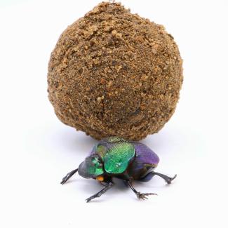 A metallic green-and-purple dung beetle pushes a large round ball of dirt or dung across a plain white background
