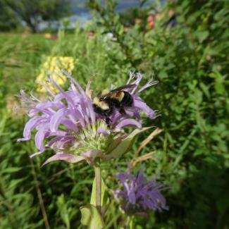 A rusty patched bumble bee nectars on a wild bergamot flower