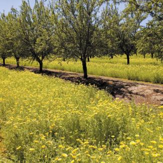Yellow flowers bloom between orchard rows