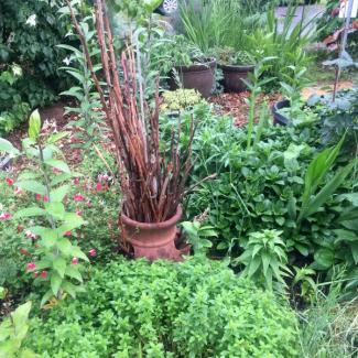 Upright dried raspberry canes stand in a strawberry pot in the middle of a garden