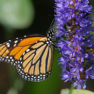 A monarch butterfly with orange, black, and white patterned wings feeds on the tall purple flower spikes of pickerelweed (Pontederia cordata), its long proboscis extended into the blossoms, set against a soft green blurred background