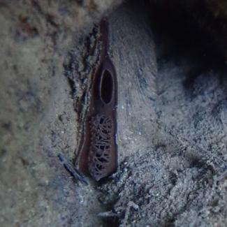A freshwater mussel tucked between rocks. The mussel is slightly open, showing the mass of fingerlike projections that cover the hole where it sucks in river water.