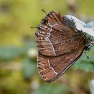 A brown butterfly hangs upside down with its wings closed as it sips nectar from a white flower. 