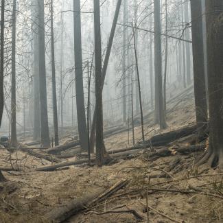 Smoke hangs over the charred trees and barren soil of a badly burned forest.
