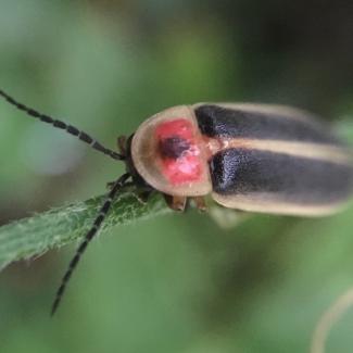 In daylight, most fireflies don't look so magical. This big dipper firefly is mostly black, with pale brown  margins to it's body and a red patch on the top of it's thorax.
