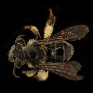 A super close-up photo of a bee shows every detail of its body. The bee is dark, almost black, and very shiny, with pale brown hairs on it's head and thorax. Its legs have patches of long, dense hairs in which it can carry pollen.