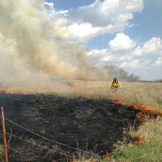 An area of grassland has been set on fire on purpose. Brown smoke rises into the blue sky from the orange flames that mark the division between the burned and unburned grassland. The burned area to the left is black, the unburned are to the right is green with tall brown stems. A fire manager wearing yellow cloths and a blue helmet is walking along the line of fire.