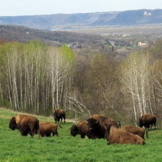 Part of the bison herd at Rockie Hill Bison Farm, with a view of the city of Winona and the Mississippi River in the background. Photo: Gail Griffin