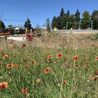 A remodeled park included a daylighted creek, flowering meadow, and playground (Photo: Matthew Shepherd).