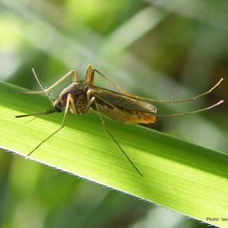 Mosquito on blade of grass. Photo Ian Jacobs Flickr.com