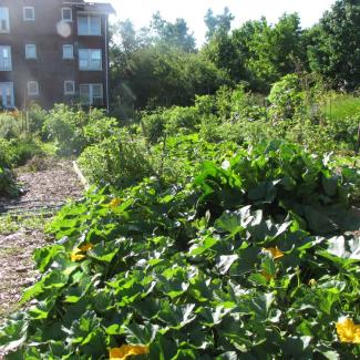 Community garden in Omaha NE. Squash flowers in front of an apartment complex. Photo: Jennifer Hopwood, Xerces Society
