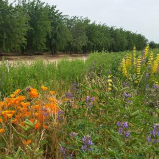Recent research from UC Davis found that the abundant local flowering resources provided by field margin wildflower plantings helped to sustain bumble bee queen production even at sites with higher pesticide risk - Olam Orchards_CA_Pollinator Habitat_JKC_XS